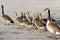 Pair of Adult Canada Geese lead their young goslings across the Boardwalk