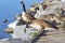 Pair of Adult Canada Geese lead their young goslings over a rocky ledge towards the water