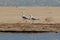 A pair of adult Caspian Gulls, Larus cachinnans.