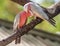 Pair Of Adult Galah