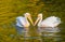 A pair of adult great white pelicans in a lake