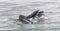 Pair of adult Humpback Whales surface feeding, Antarctic Peninsula