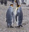 Pair of adult king penguins performing mating movements