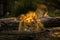 Pair adult Lions playing in zoological garden