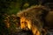 Pair adult Lions playing in zoological garden