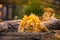 Pair adult Lions playing in zoological garden