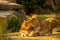 Pair adult Lions playing in zoological garden