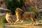 Pair adult Lions playing in zoological garden