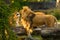 Pair adult Lions playing in zoological garden