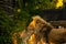 Pair adult Lions playing in zoological garden