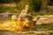 Pair adult Lions playing in zoological garden