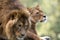 Pair of adult Lions in zoological garden