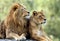 Pair of adult Lions in zoological garden