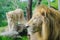 Pair adult Lions in zoological garden