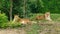 Pair of adult Lions in zoological garden. African lions