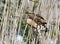 A pair adult little bittern in breeding plumage