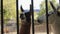 A pair of adult llama guanacos in the zoo watching visitors from the aviary