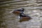 A pair of adult male hooded mergansers in a lake