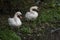 Pair of adult mute swans, standing together on the river bank looking into the water.