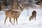 A pair of adult roe deer feeding themselves on the snowy field in winter