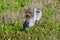 Pair of adult Sandhill cranes (Antigone canadensis) foraging amongst lush plants