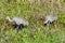 Pair of adult Sandhill cranes (Antigone canadensis) foraging in tall grass with young chick