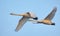 Pair of adult Whooper swans cygnus cygnus in close flight over blue sky