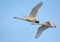Pair of adult Whooper swans cygnus cygnus fly over blue sky together
