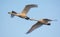 Pair of adult Whooper swans cygnus cygnus tight flying over spring blue sky