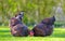 Pair of adult Wyandotte hens seen feeding from grains thrown onto a lawn.