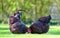 Pair of adult Wynadotte hens seen looking for food in a garden.