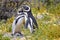 Pair of Affectionate Magellanic Penguin at PuntaTombo Reserve, Argentina. One of the largest Penguin Colony in the world, Patagoni