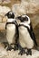 Pair of African black foot penguins