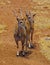 Pair of African Elands