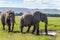 Pair of African elephant