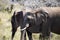 Pair of African elephants eating in the African savannah of the Kruger National Park in South Africa