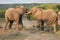 Pair of African Elephants fighting