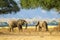 A pair of African Elephants walking in the Zambesi riverbed at sunset