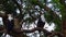 A pair of African Fish Eagles haliaeetus vocifer sitting on tree branches