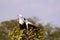 A pair of African Fish Eagles at the top of a tree