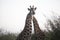 A pair of African giraffes in the African savannah of South Africa, these herbivorous animals are the stars of safaris