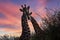 A pair of African giraffes in the African savannah of South Africa under a beautiful sunset sky