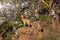 Pair of african klipspringer on rocky outcrop