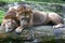 A pair of African lions relax at the Singapore Zoo in Singapore.