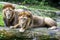 A pair of African lions relax at the Singapore Zoo in Singapore.