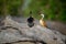 A Pair of African Pygmie Geese Perching on the Chobe River, Botswana