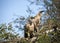 Pair of African White-backed Vultures (Gyps africanus) resting in a tree in the African savannah of South Africa