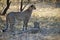 Pair of African Wild Cheetah