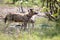 A PAIR OF AFRICAN WILD DOGS STANDING NEXT TO A POOL OF WATER