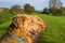 A pair of Airedale Terriers bathed in early morning sunlight.